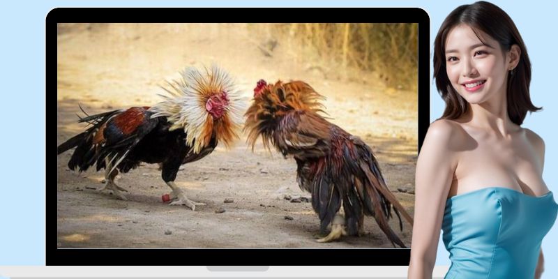 Quy luật cá cược chọi kê cơ bản mà hội viên nên nắm rõ