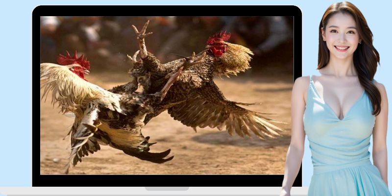 Sức hút mới mẻ trong loại hình cá cược chọi kê hấp dẫn