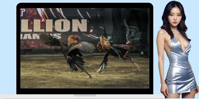 Những kèo cược đá gà cựa dao phổ biến mà bạn có thể tham gia